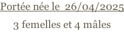 Portée née le  26/04/2025 3 femelles et 4 mâles