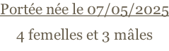 Portée née le 07/05/2025 4 femelles et 3 mâles
