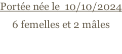 Portée née le  10/10/2024 6 femelles et 2 mâles